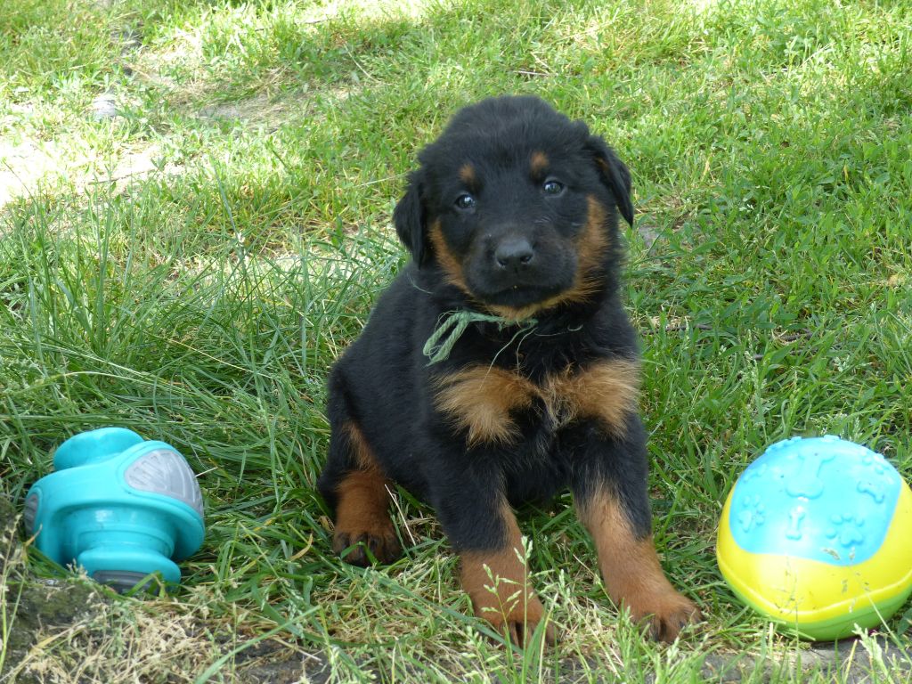 du Royaume D'Elsa - Chiots disponibles - Berger de Beauce