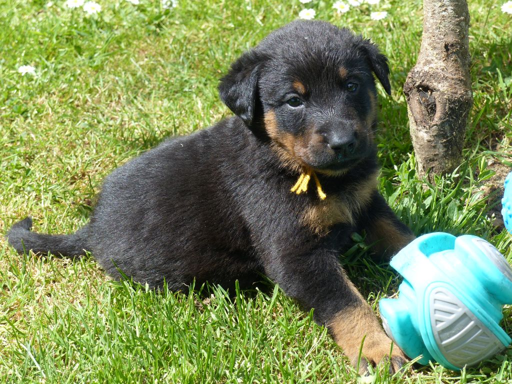 du Royaume D'Elsa - Chiots disponibles - Berger de Beauce