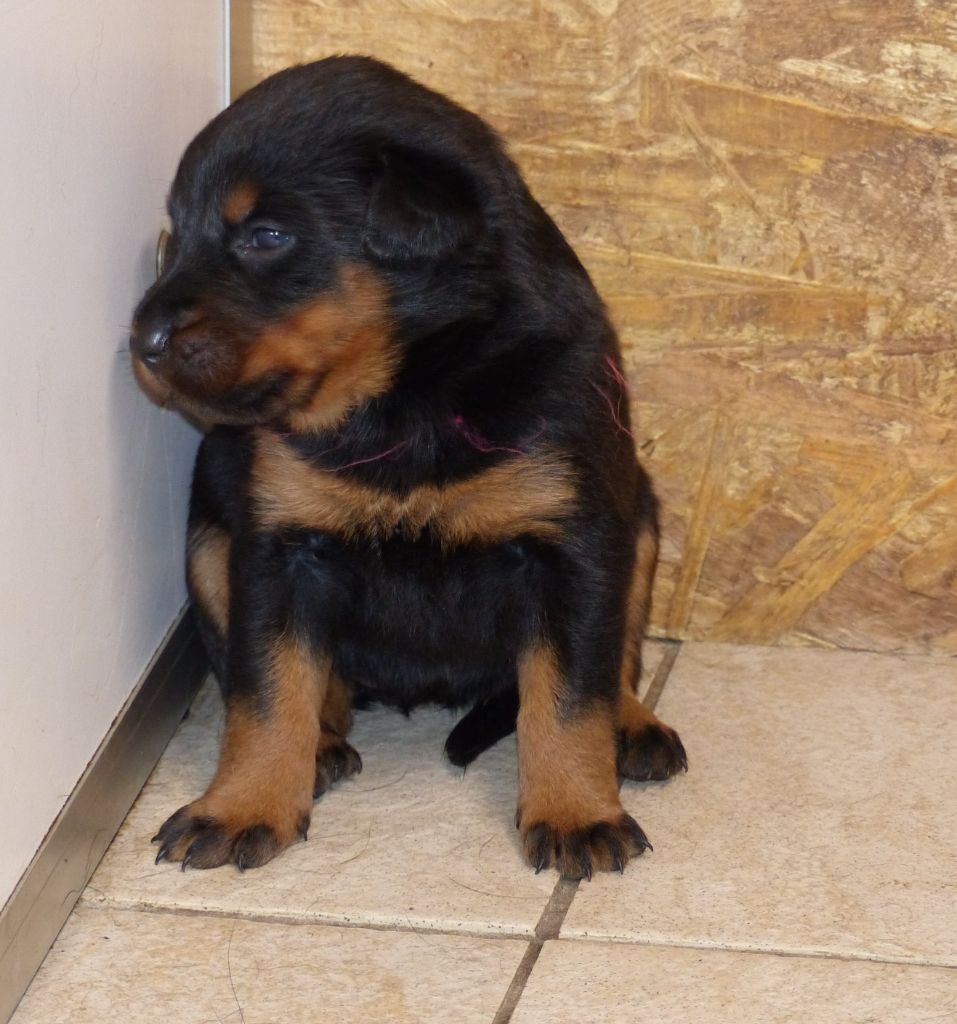 du Royaume D'Elsa - Chiots disponibles - Berger de Beauce