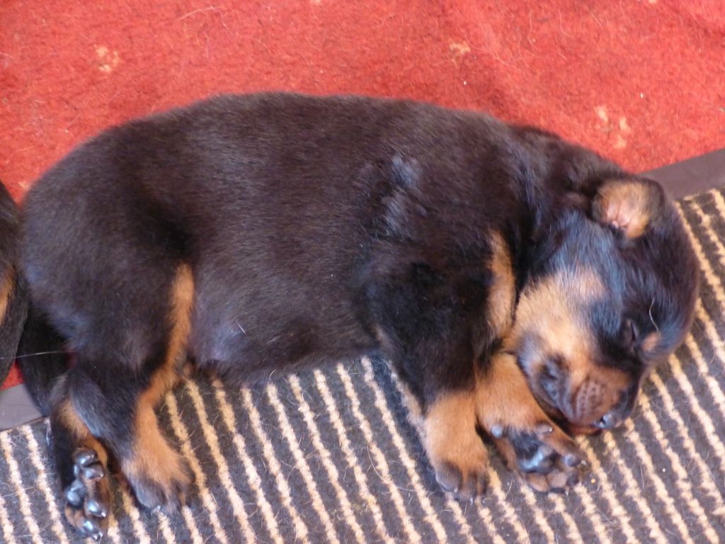 du Royaume D'Elsa - Chiots disponibles - Berger de Beauce