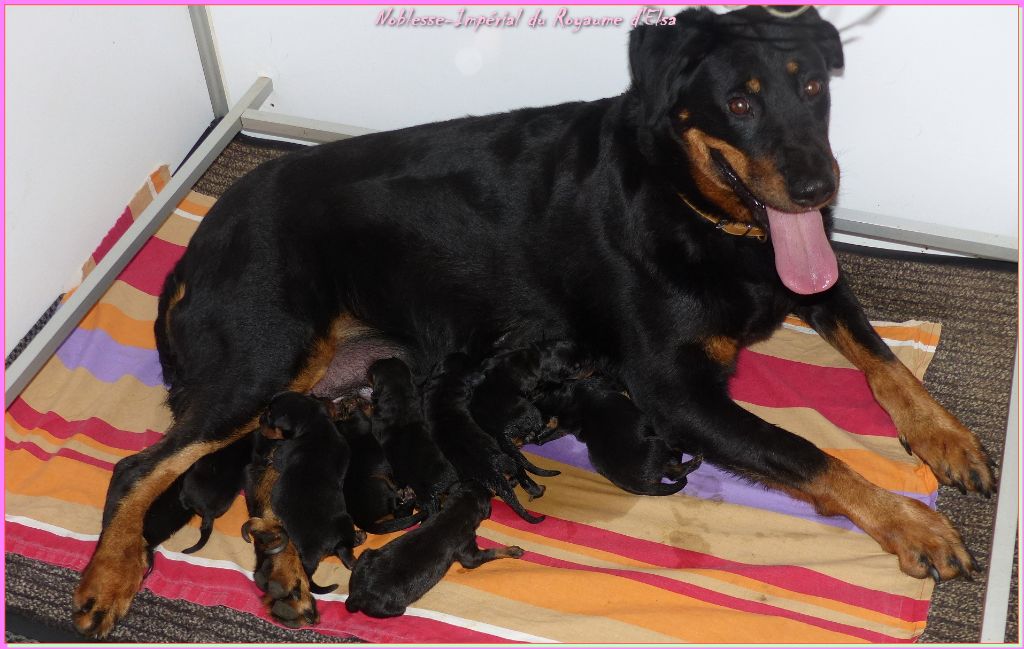 Chiot Berger de Beauce du Royaume D'Elsa