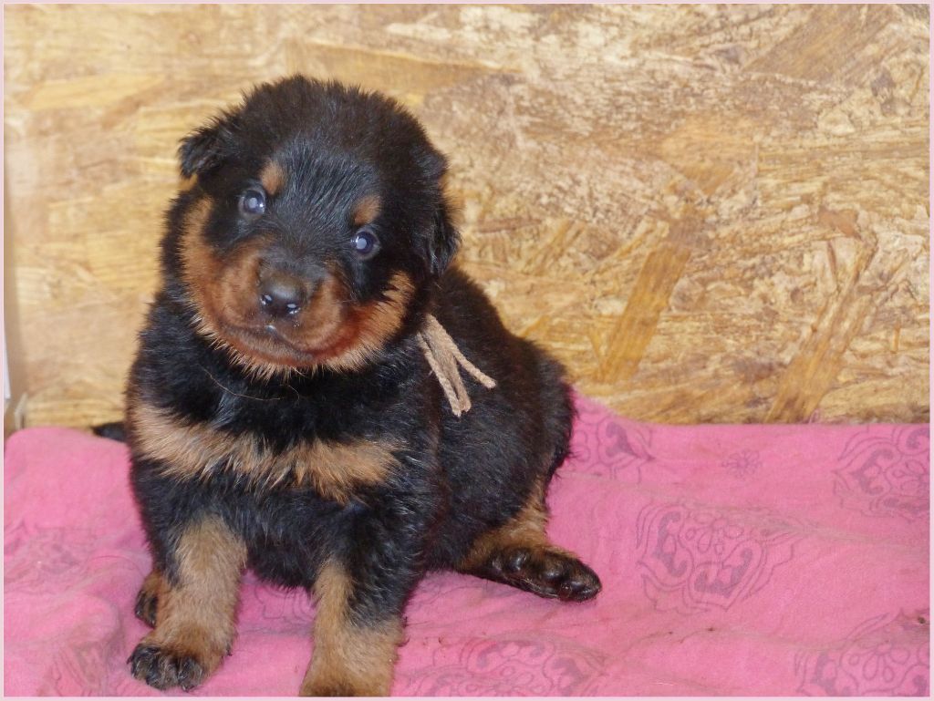 du Royaume D'Elsa - Chiots disponibles - Berger de Beauce