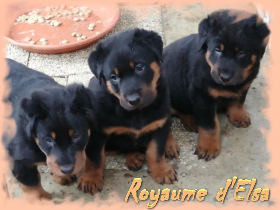 du Royaume D'Elsa - Berger de Beauce - Portée née le 31/01/2019