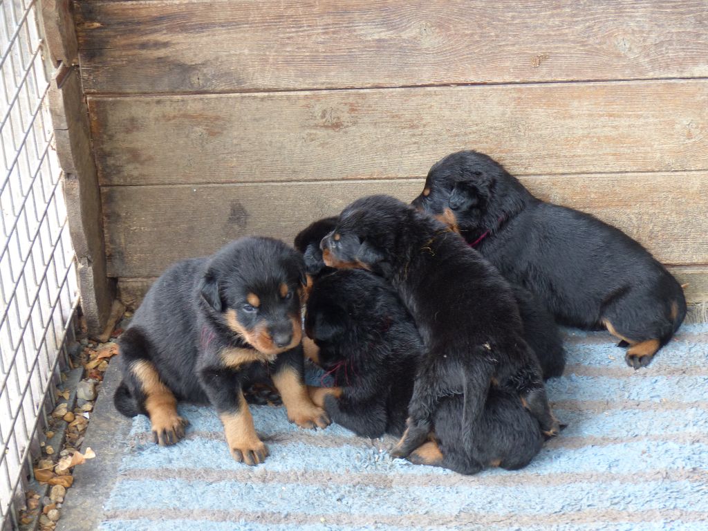 du Royaume D'Elsa - Chiots disponibles - Berger de Beauce