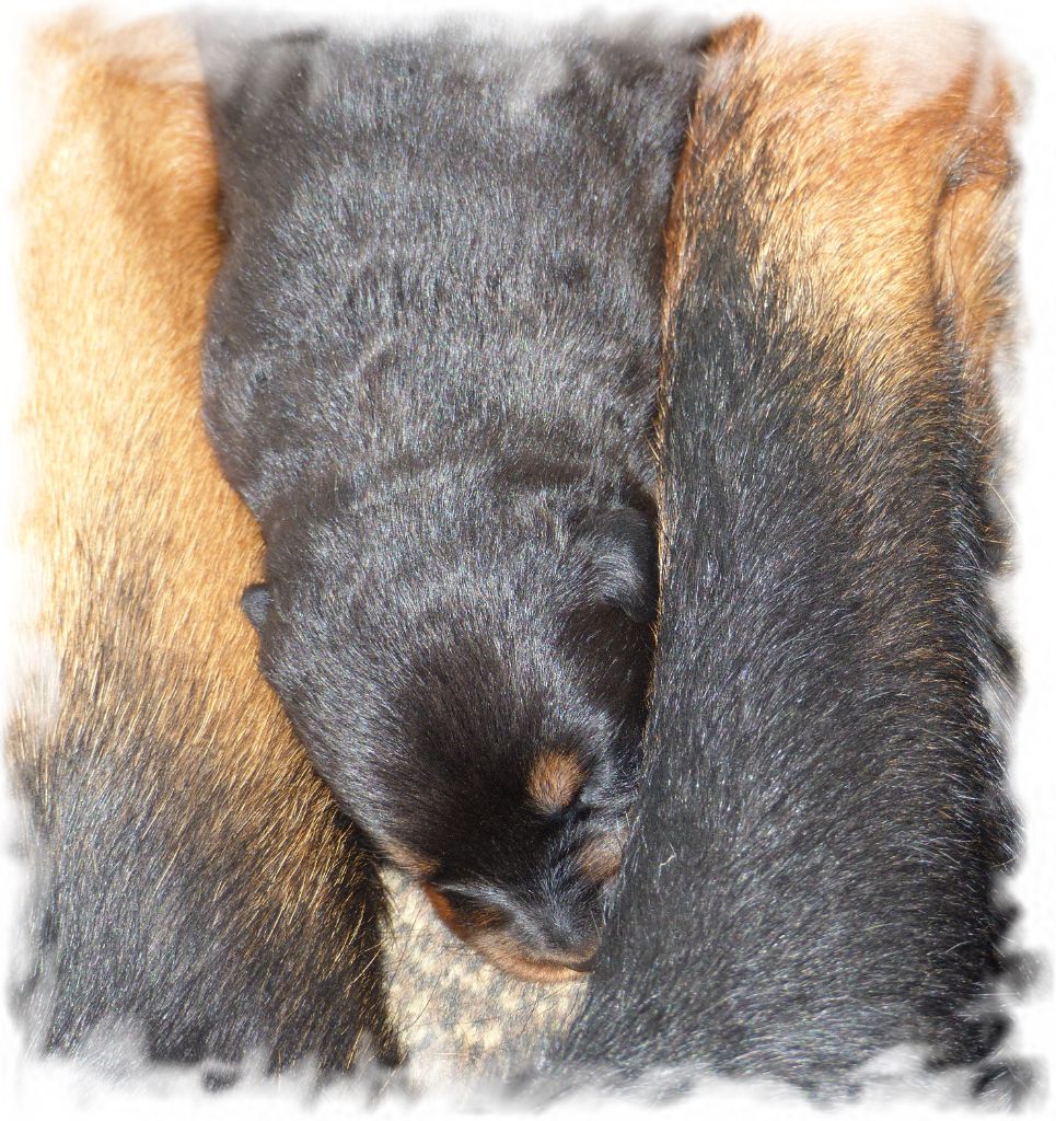 CHIOT