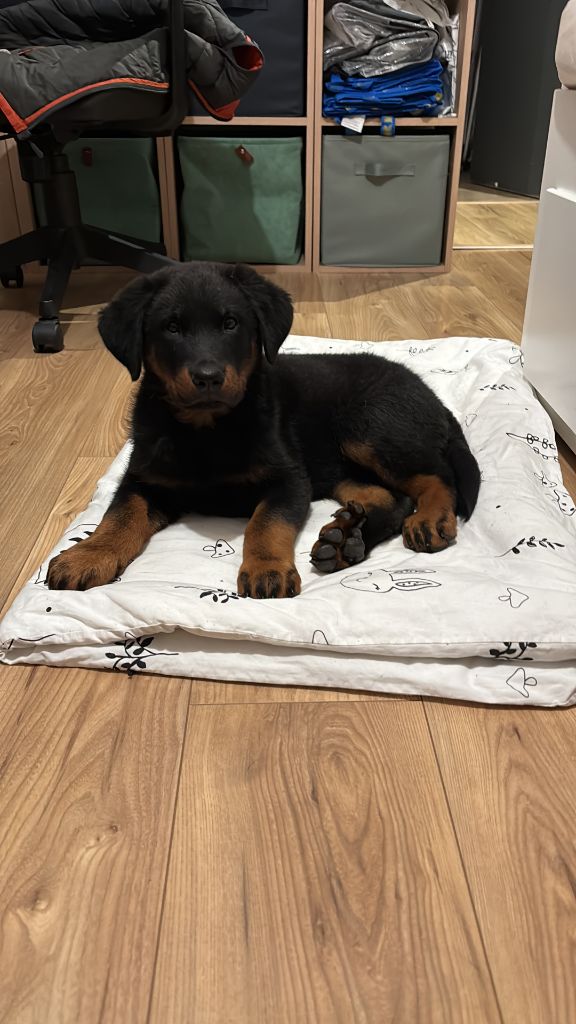 du Royaume D'Elsa - Chiots disponibles - Berger de Beauce