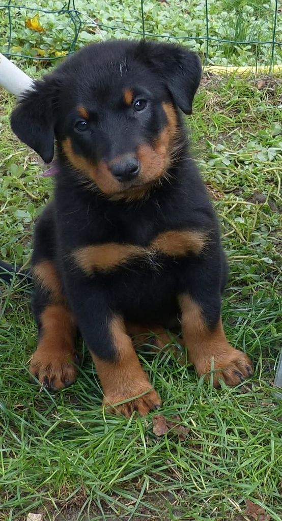 du Royaume D'Elsa - Chiots disponibles - Berger de Beauce