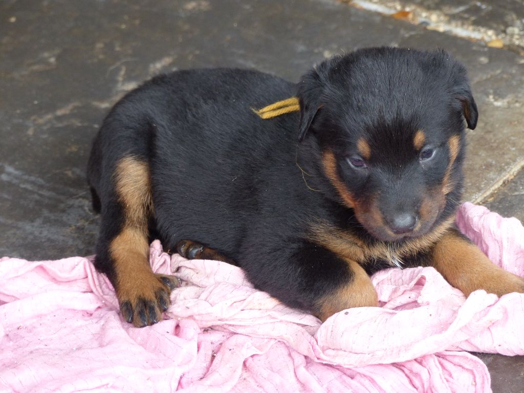 du Royaume D'Elsa - Chiots disponibles - Berger de Beauce