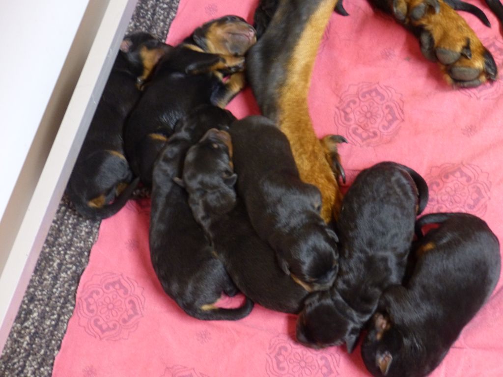 du Royaume D'Elsa - Chiots disponibles - Berger de Beauce