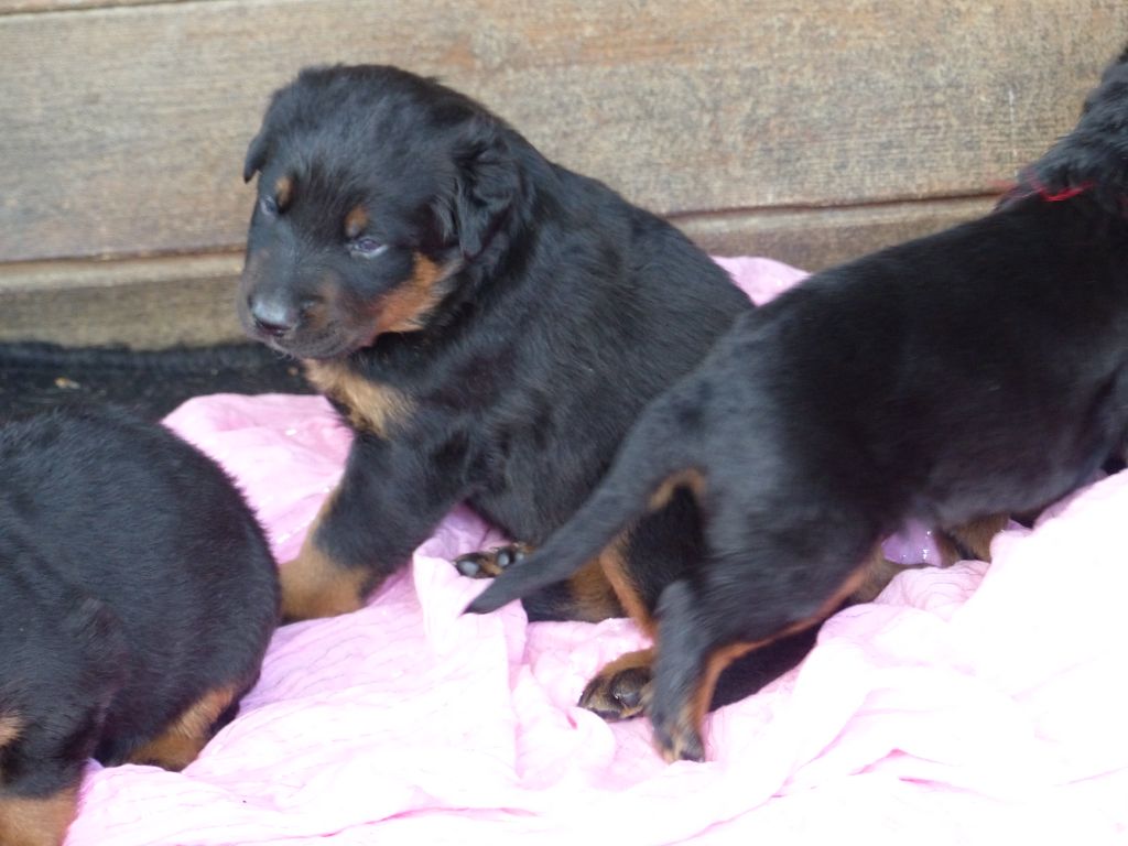 du Royaume D'Elsa - Chiots disponibles - Berger de Beauce