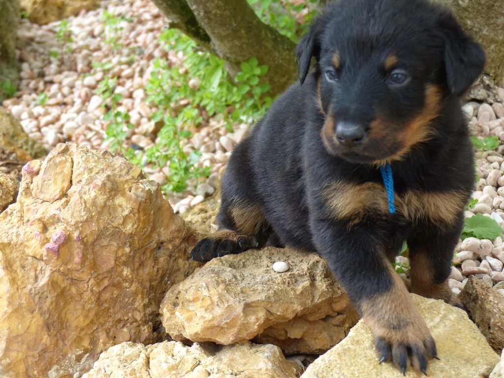 du Royaume D'Elsa - Chiots disponibles - Berger de Beauce