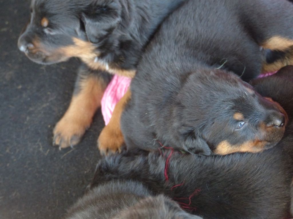du Royaume D'Elsa - Chiots disponibles - Berger de Beauce