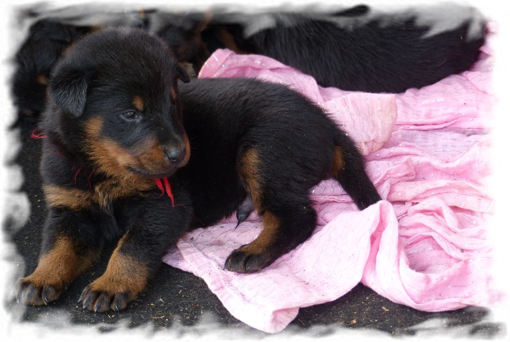 du Royaume D'Elsa - Chiots disponibles - Berger de Beauce