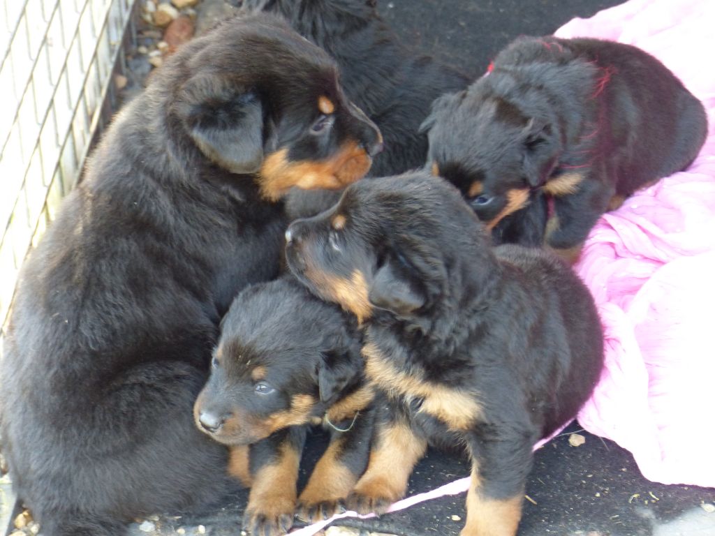 du Royaume D'Elsa - Chiots disponibles - Berger de Beauce