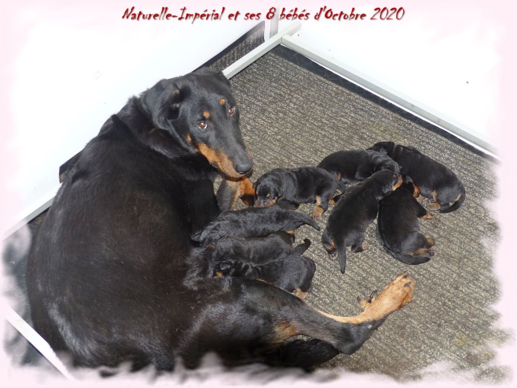 Chiot Berger de Beauce du Royaume D'Elsa