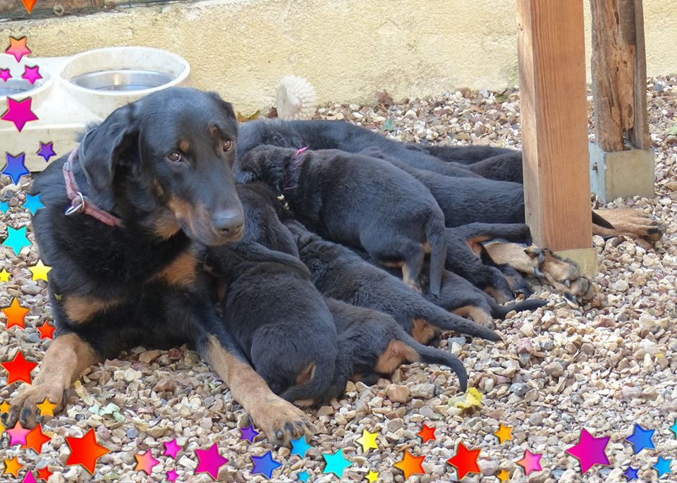 Chiot Berger de Beauce du Royaume D'Elsa