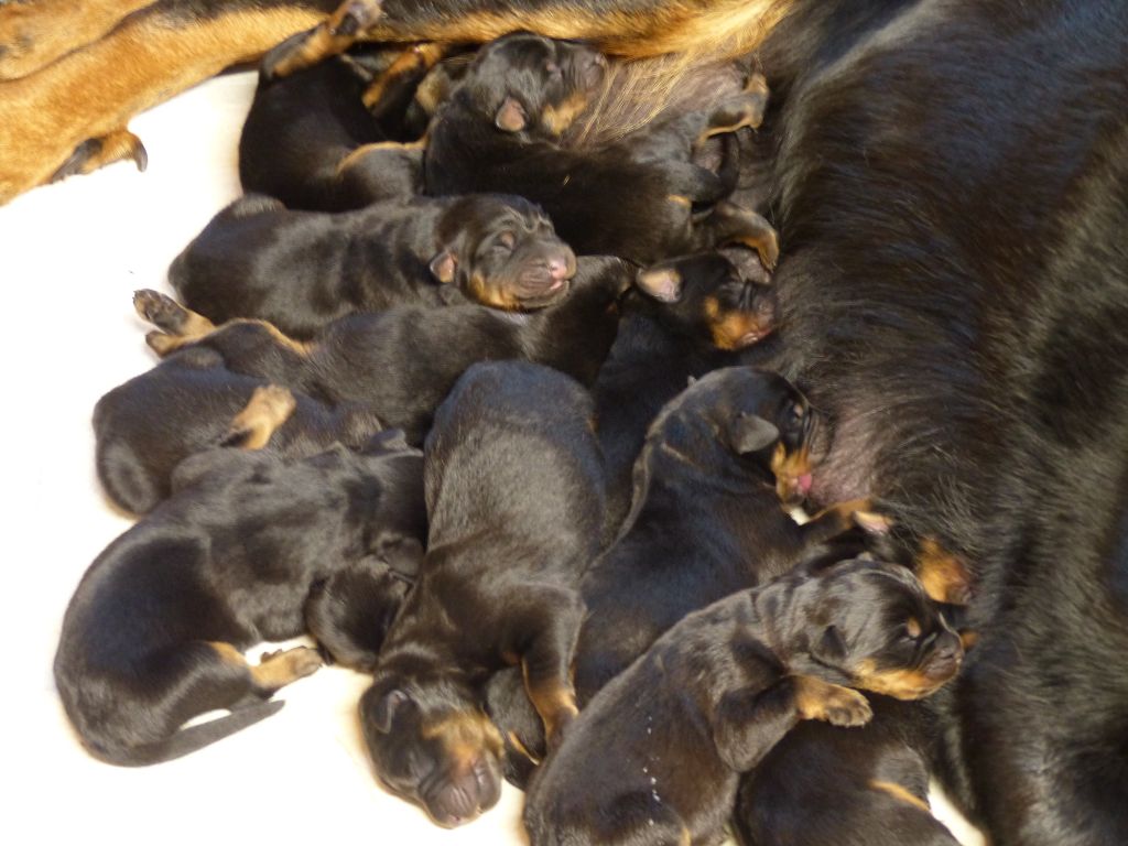 du Royaume D'Elsa - Chiots disponibles - Berger de Beauce