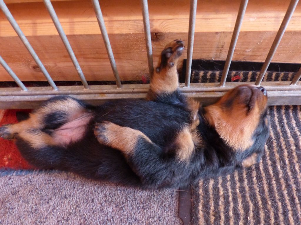 du Royaume D'Elsa - Chiots disponibles - Berger de Beauce