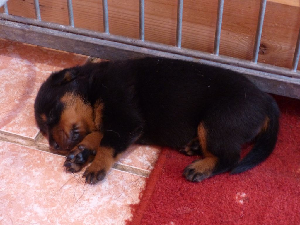 du Royaume D'Elsa - Chiots disponibles - Berger de Beauce
