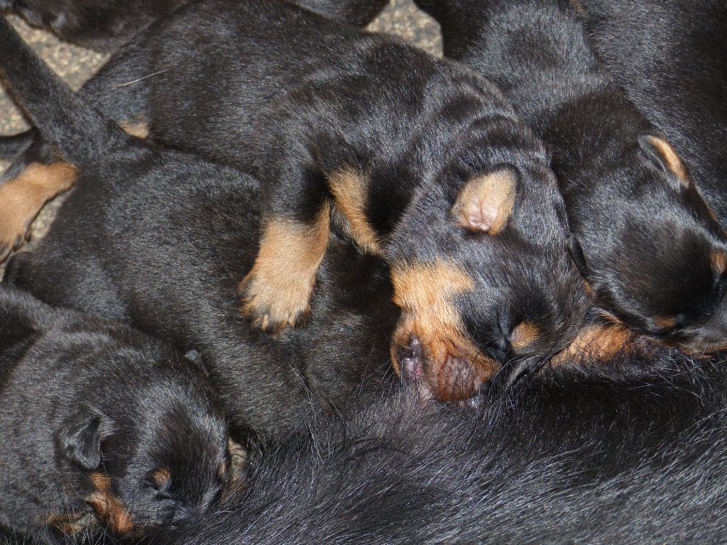 CHIOT