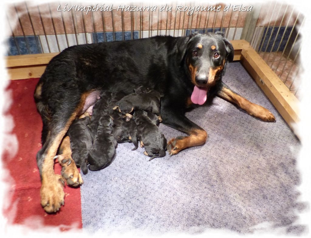 Chiot Berger de Beauce du Royaume D'Elsa