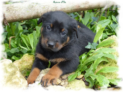 CHIOT