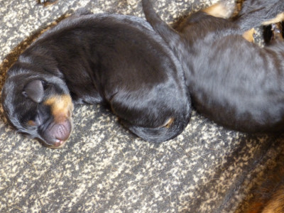 CHIOT 1