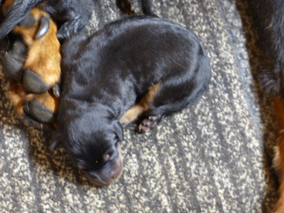 CHIOT 5