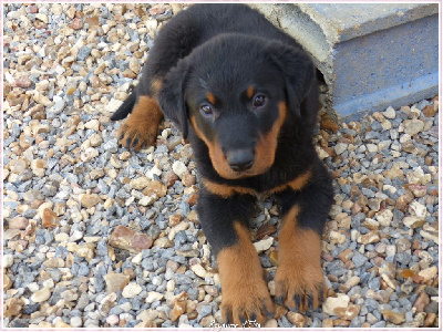 CHIOT