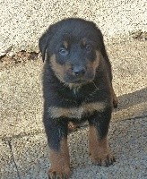 CHIOT