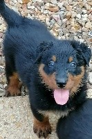 Raia Noblesse 