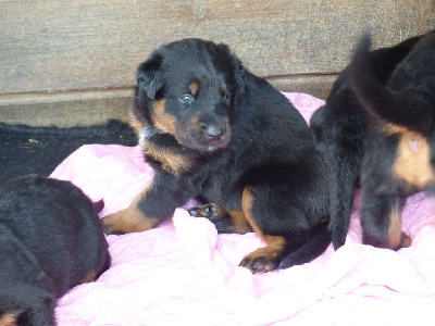 CHIOT