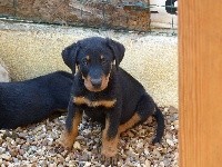 CHIOT