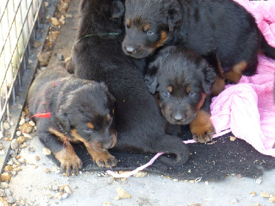 CHIOT