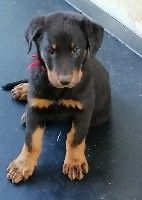 Ragnar-Original