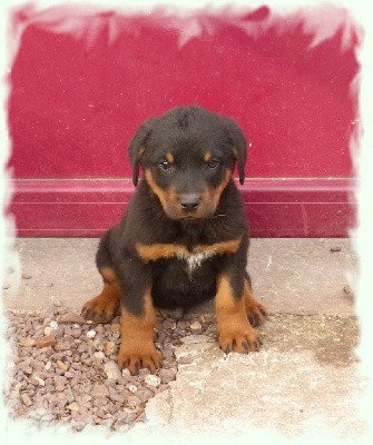 Thiago-Neige