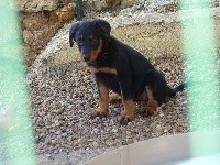CHIOT