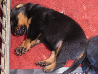 CHIOT