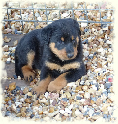 Tessy-Noblesse