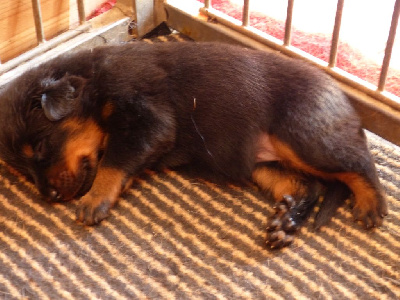 CHIOT