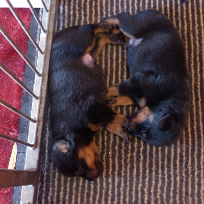 CHIOT