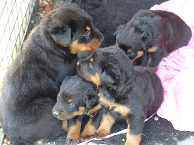 CHIOT