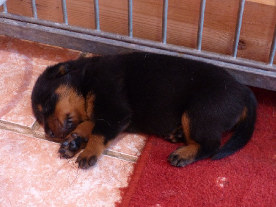 CHIOT