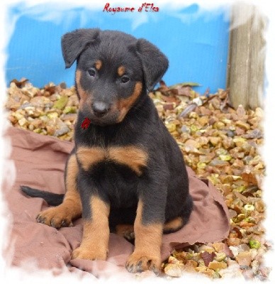 Shado-Pastel