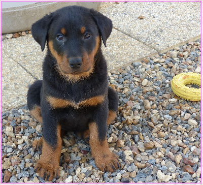 CHIOT