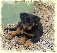 Sybelle Noblesse