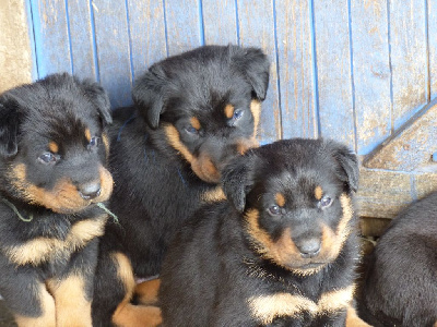 CHIOT