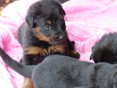 CHIOT