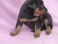 CHIOT