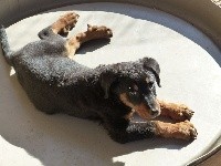 CHIOT